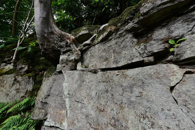 Belsay Castle: Tree precariously perched in the west quarry