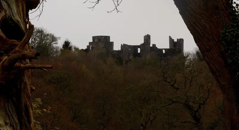 Dinefwr Castle: The castle framed between 2 of the mature trees that line the main drive into the parc