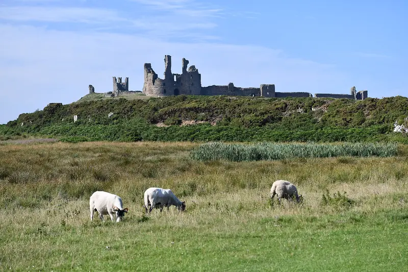 Dunstanburgh Castle: Craster, the walk to Dunstanburgh Castle: Sheep and the castle