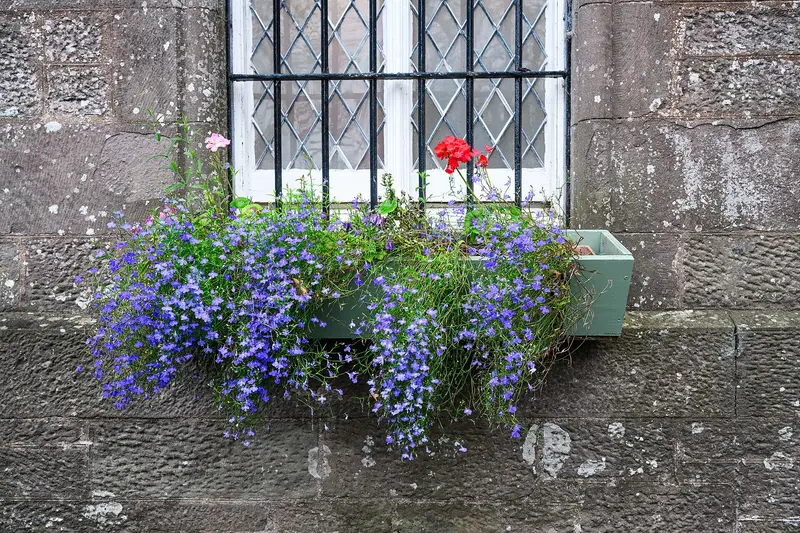 Glamis Castle: Flower box at Glamis Castle