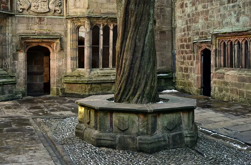 Skipton Castle: Trunk of a yew tree in Skipton Castle, North Yorkshire, whose sapling was planted by Lady Anne Clifford in 1659. Conduit Court is so named because it was the end of