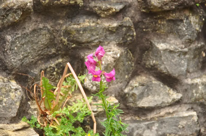 St Quintin's Castle, Llanblethian: Flower in St Quintins Castle