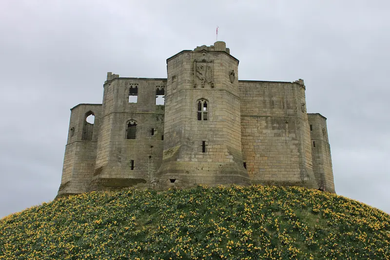 Warkworth Castle: Easter daffodils adorn Warkworth Castle
